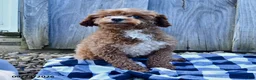 Toy Poodle dogs for sale: Trecia - Ad 3