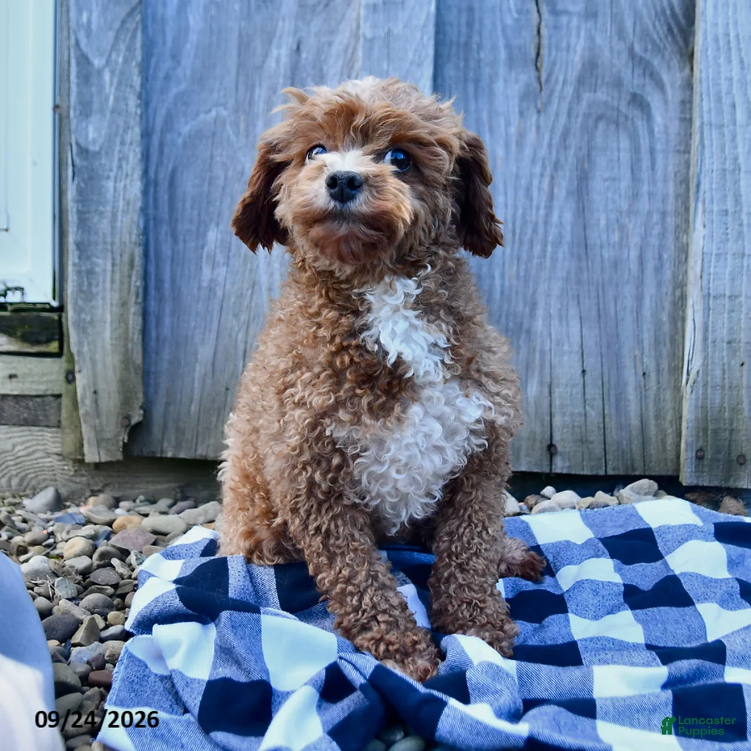 Toy Poodle dogs for sale: Trecia - Ad 3