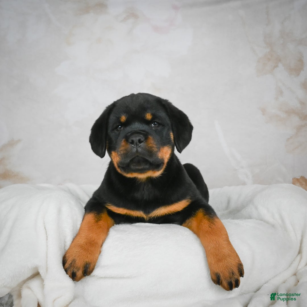 Rottweiler dogs for sale: Kara - Ad 3