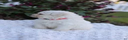 Mixed Breed dogs for sale: Pixel - Ad 10