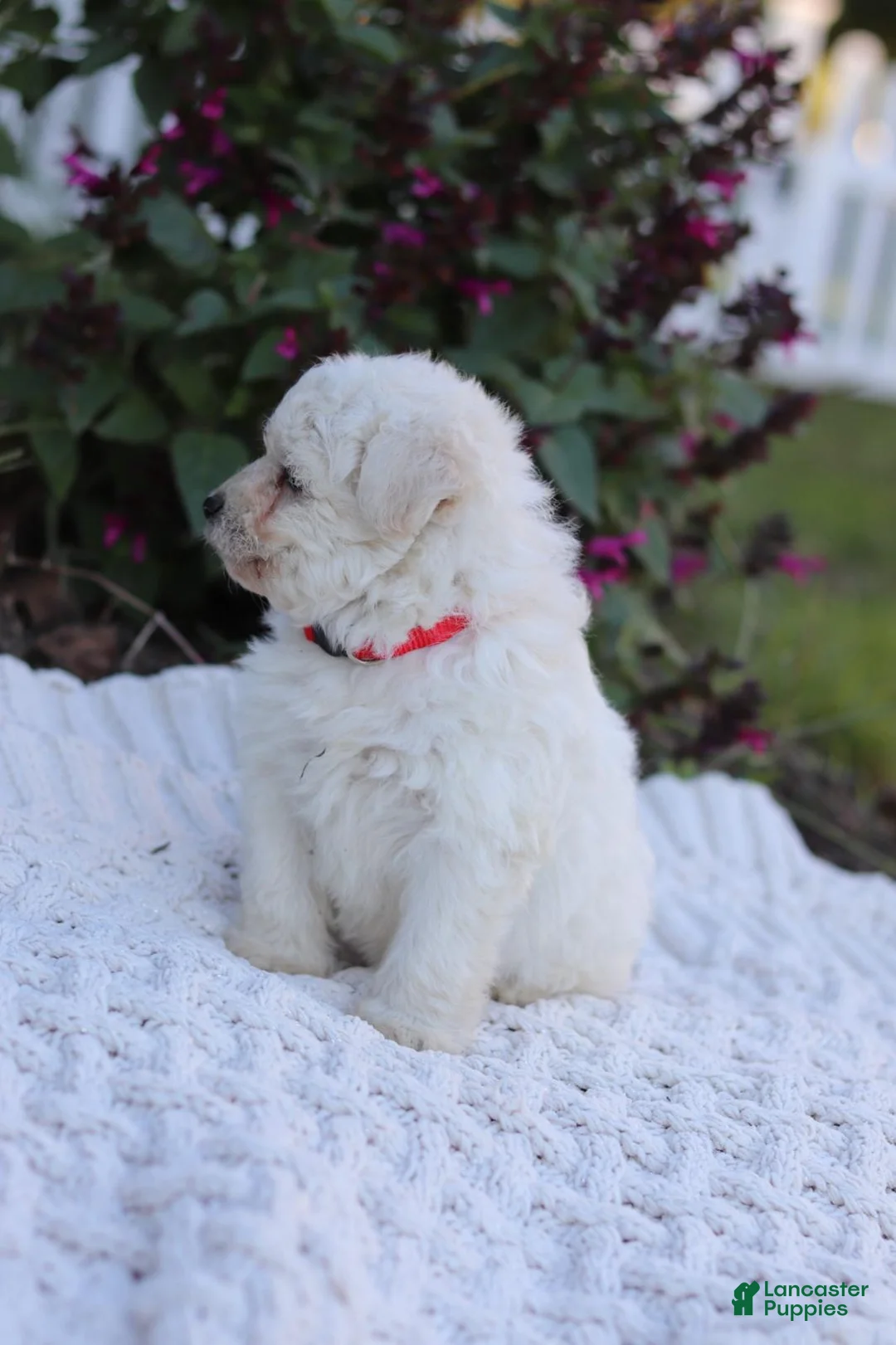 Mixed Breed dogs for sale: Pixel - Ad 10