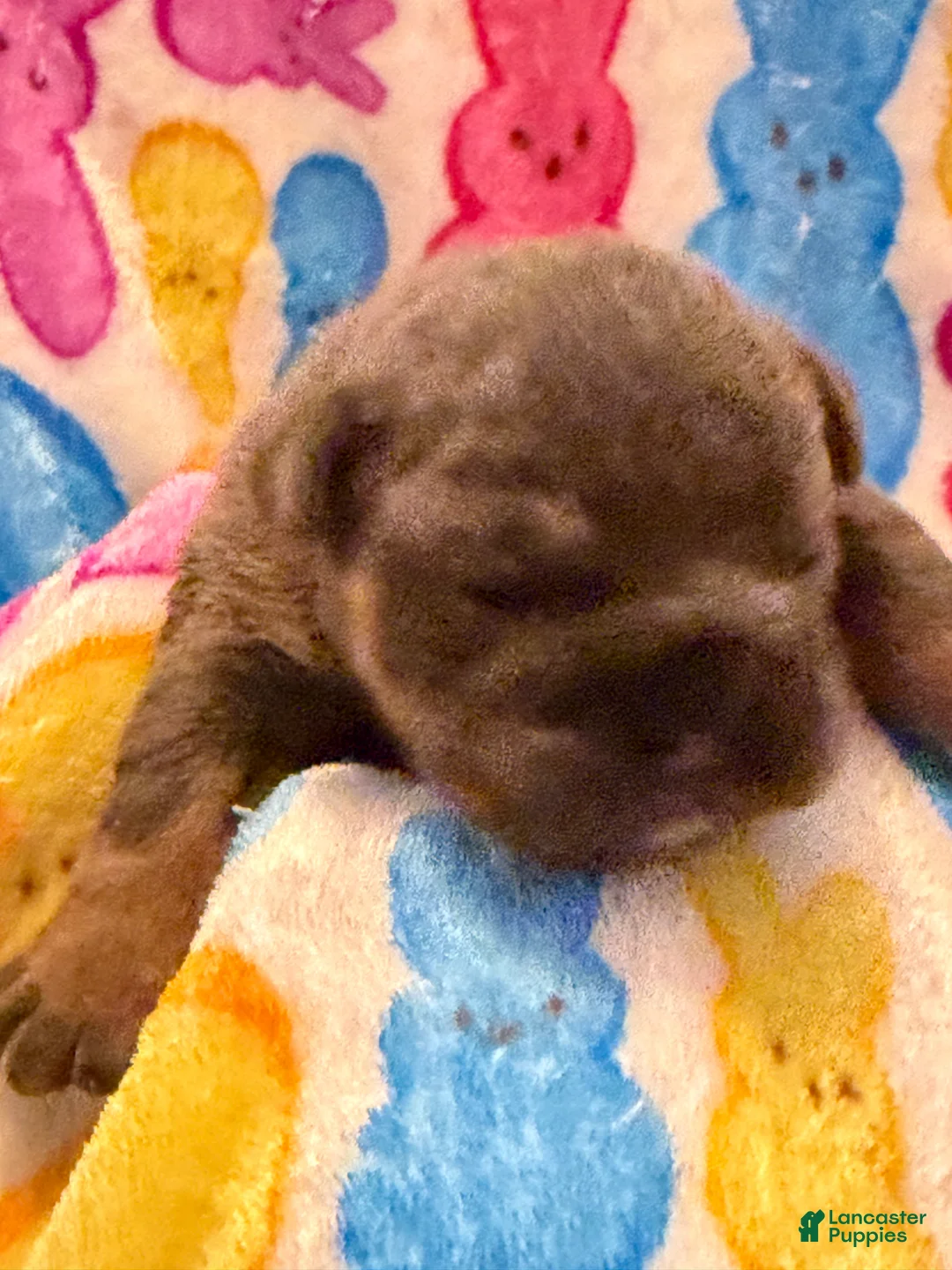 English Bulldog dogs for sale: English Bulldog Puppy 3 - Ad 1