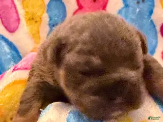 English Bulldog dogs English Bulldog Puppy 3 - Ad 34