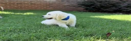 Golden Retriever dogs for sale: Golden Retriever 3 - Ad 5