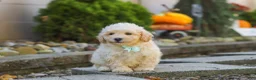 Maltipoo dogs for sale: Ollie - Ad 4