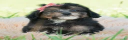 Miniature Poodle dogs for sale: Delani - Ad 2