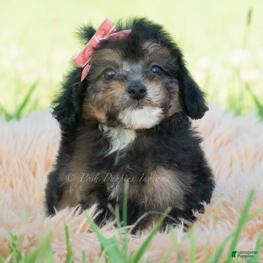 Miniature Poodle dogs for sale: Delani - Ad 2
