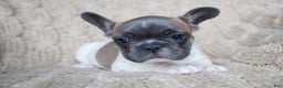 French Bulldog dogs for sale: Stormy AKC - Ad 5