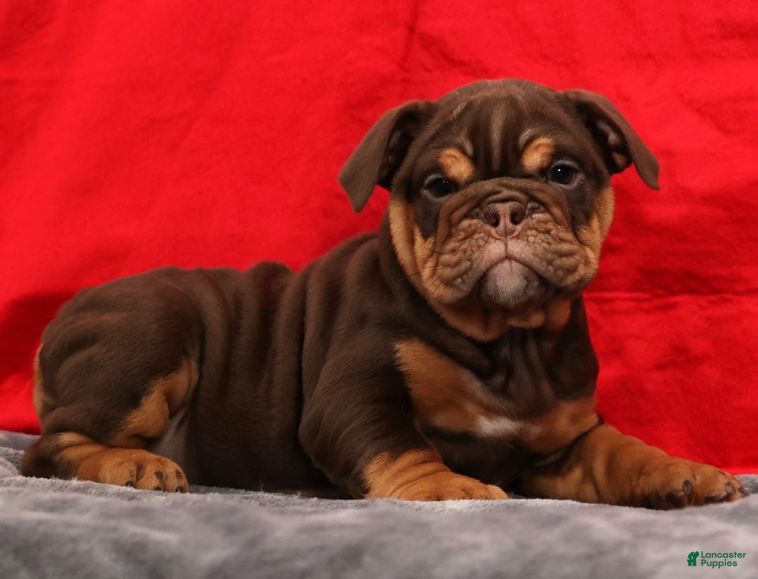 English Bulldog dogs for sale: Kimberly - Ad 9
