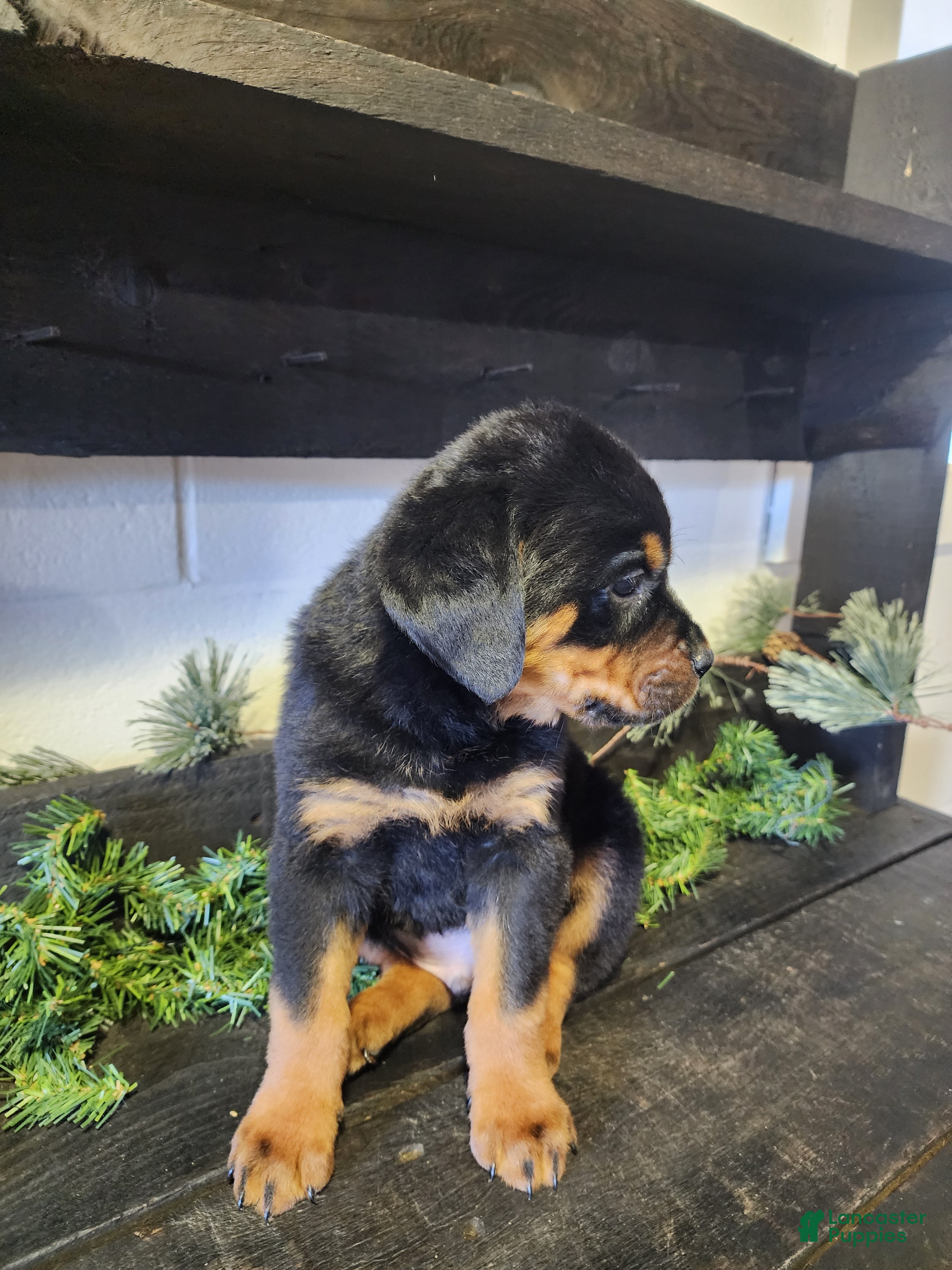 Rottweiler dogs Buddy - Ad 2