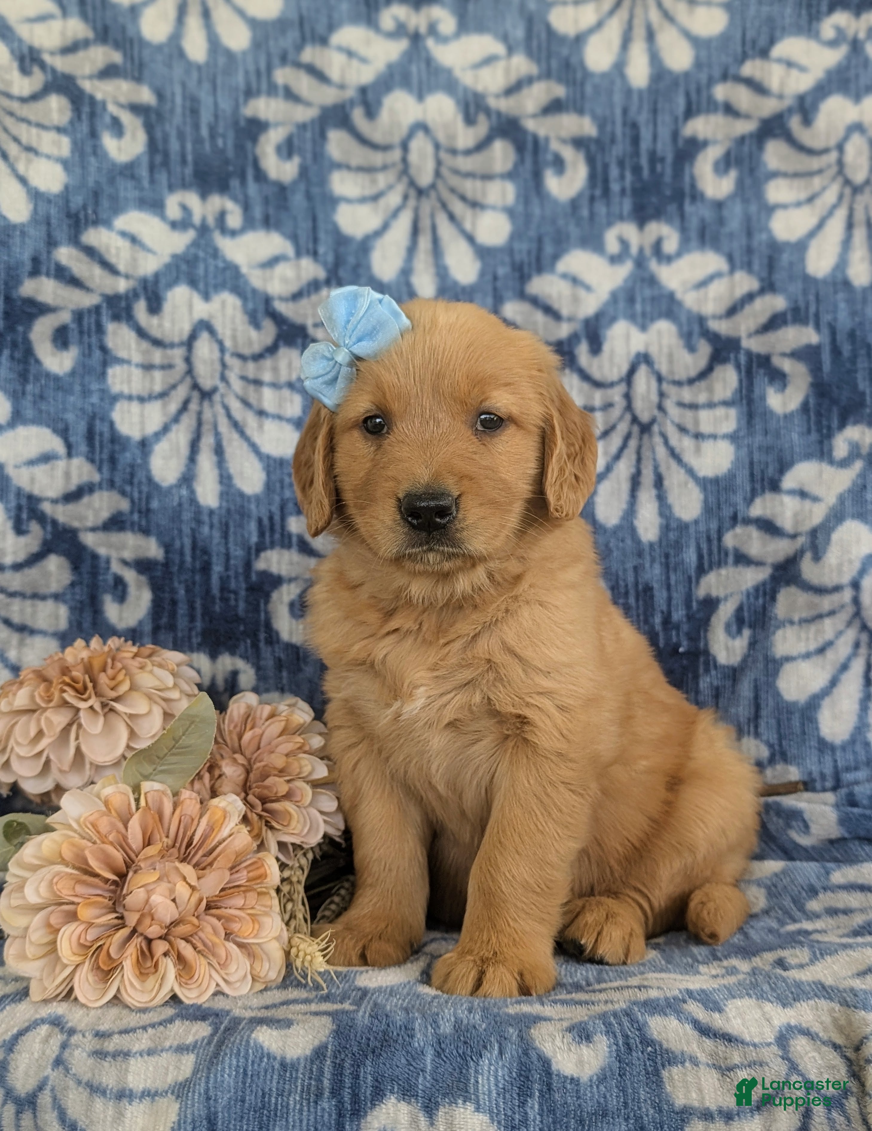 Golden Retriever dogs Malina - Ad 1