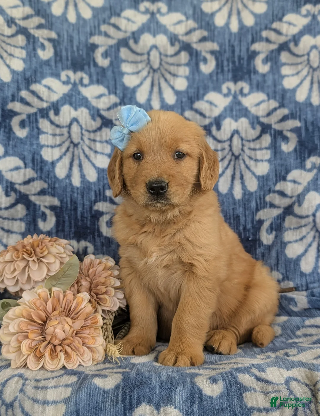 Golden Retriever dogs for sale: Malina - Ad 1