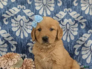 Golden Retriever dogs for sale: Malina - Ad 3