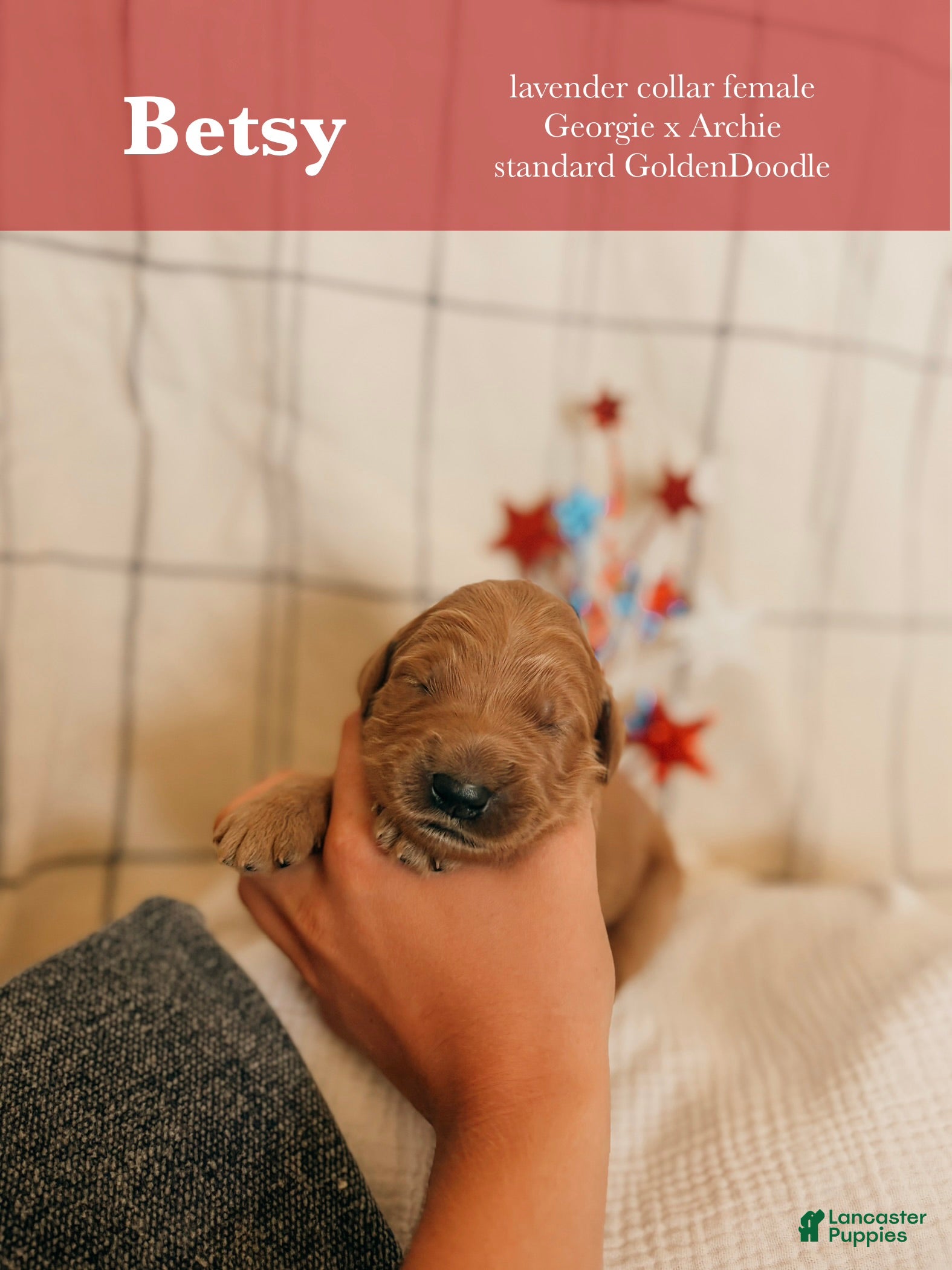 Goldendoodle dogs for sale: Betsy - Ad 1
