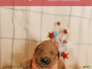 Goldendoodle dogs Betsy - Ad 23