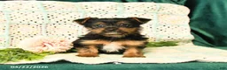 Yorkshire Terrier dogs for sale: Dawson - Ad 3