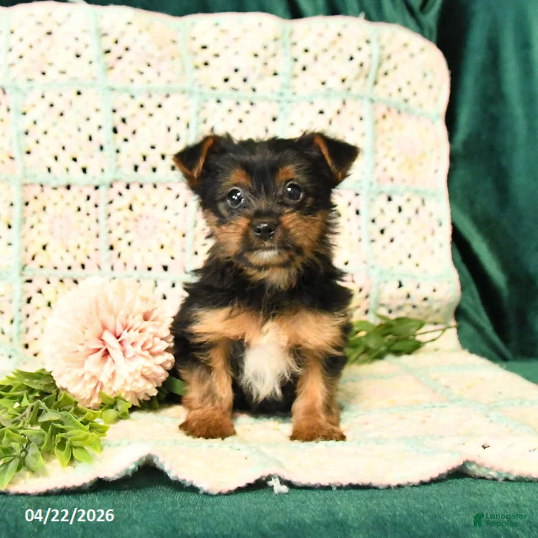 Yorkshire Terrier dogs for sale: Dawson - Ad 3