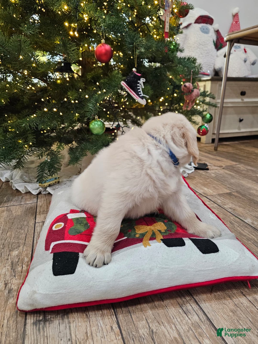 Golden Retriever dogs for sale: Golden Retriever Puppy 3 - Ad 9