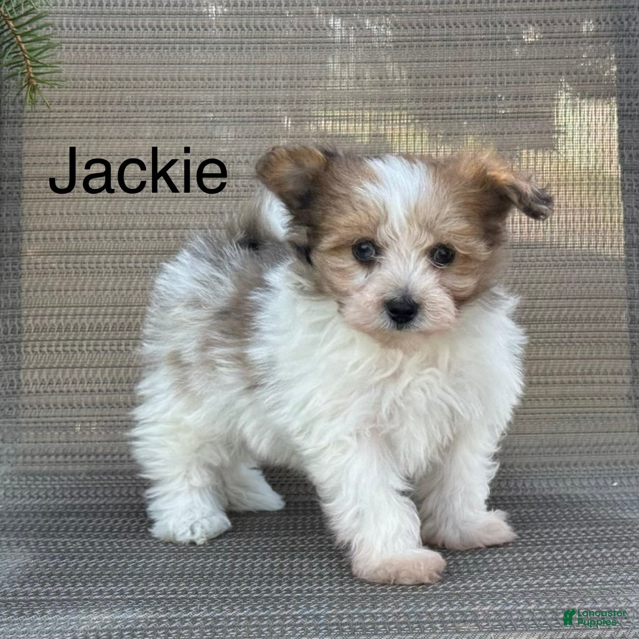 Pomapoo dogs Jackie - Ad 1