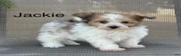 Pomapoo dogs for sale: Jackie - Ad 1