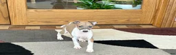 Italian Greyhound dogs for sale: Forest  - Ad 4