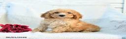 Mini Goldendoodle dogs for sale: Mckenzie - Ad 8