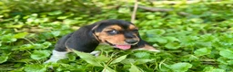 Basset Hound dogs for sale: Kimmie - Ad 16