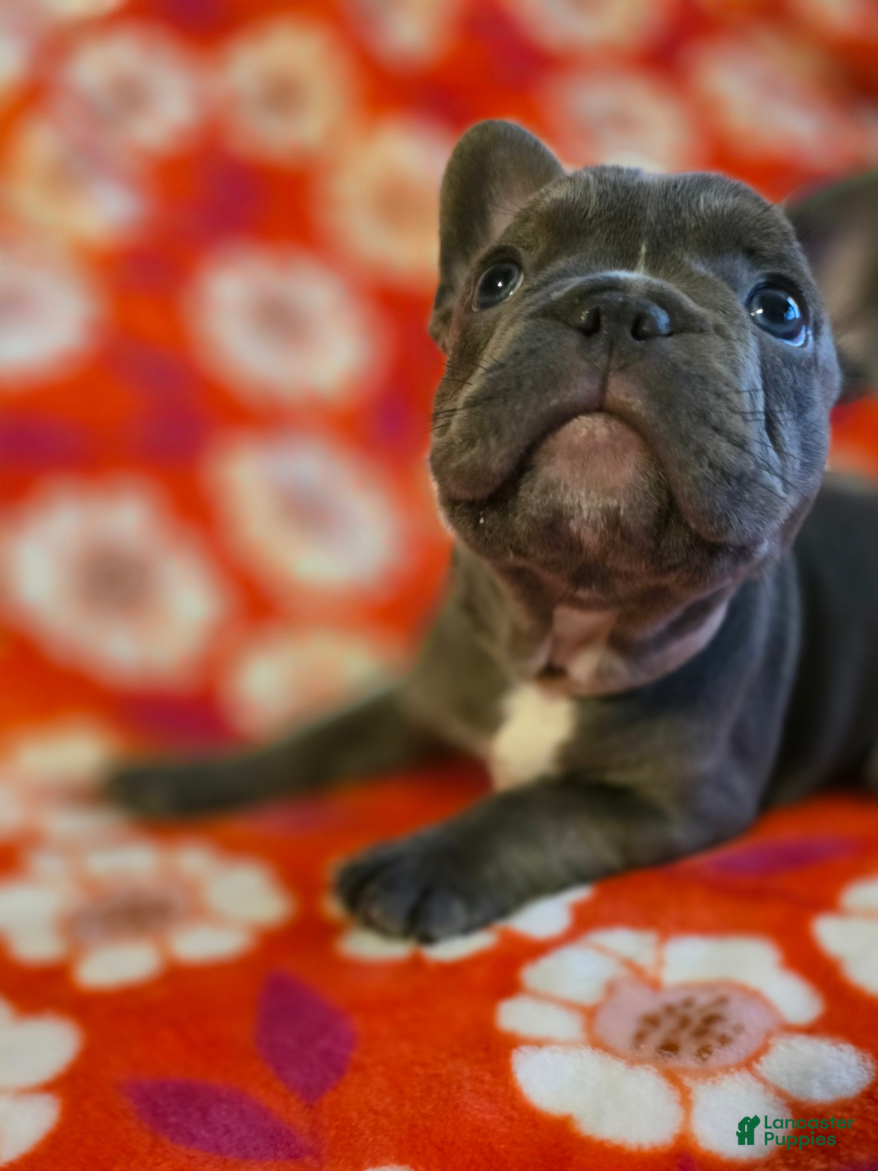 French Bulldog dogs Skyy - Ad 2