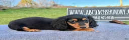 Miniature Dachshund dogs for sale: Russian  - Ad 5