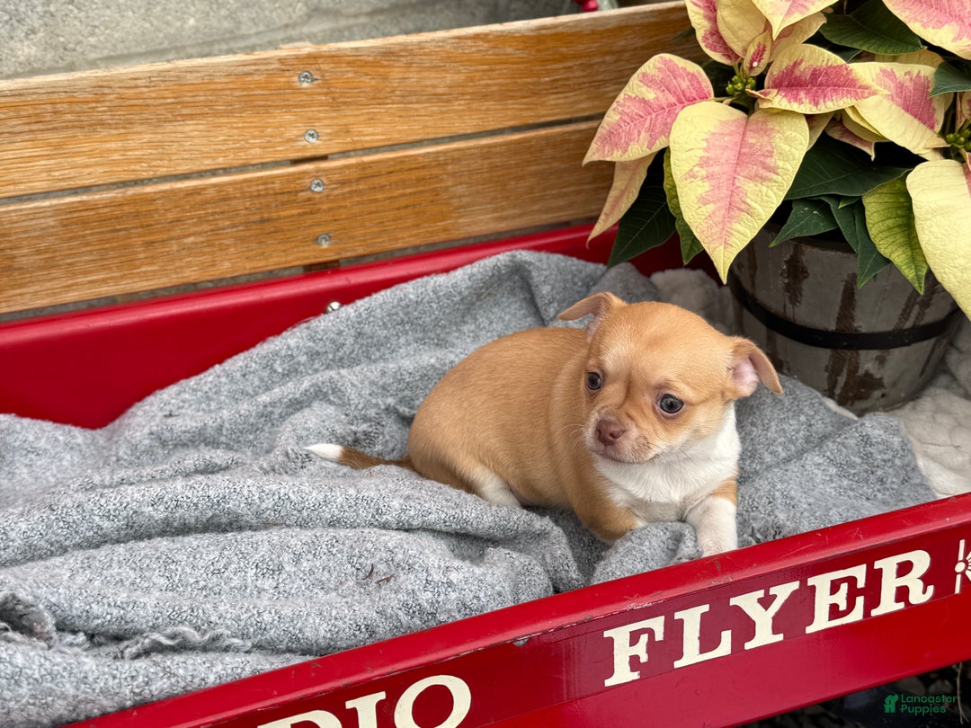 Chihuahua dogs for sale: Crystal - Ad 7