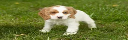 Cocker Spaniel dogs for sale: Sal  - Ad 3