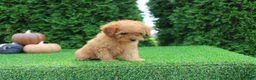 Toy Poodle dogs for sale: Faye - Ad 5