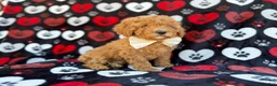 Cavapoo dogs for sale: Ace - Ad 6