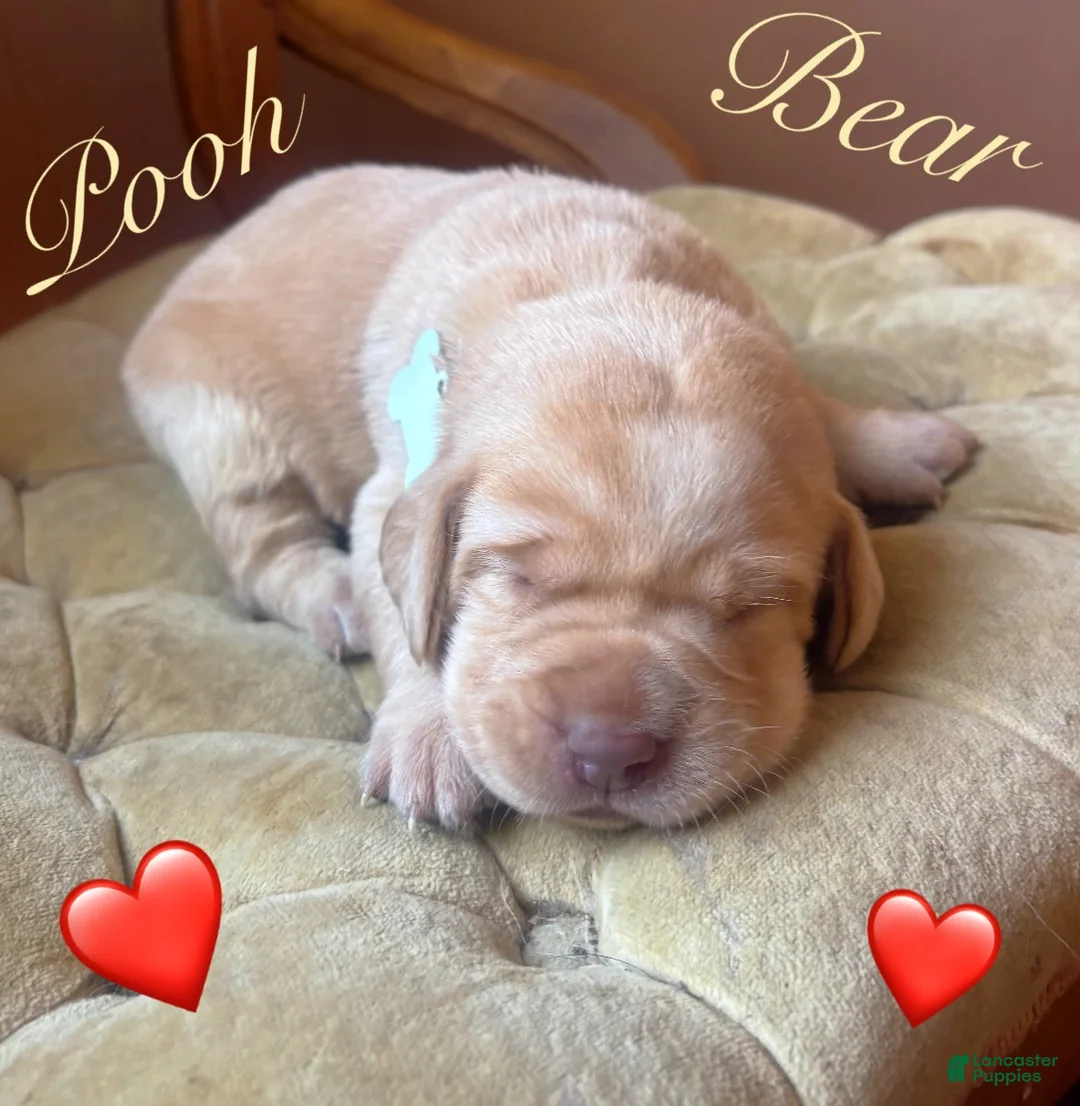 Labrador Retriever dogs for sale: Labrador Retriever Puppy 2 - Ad 2