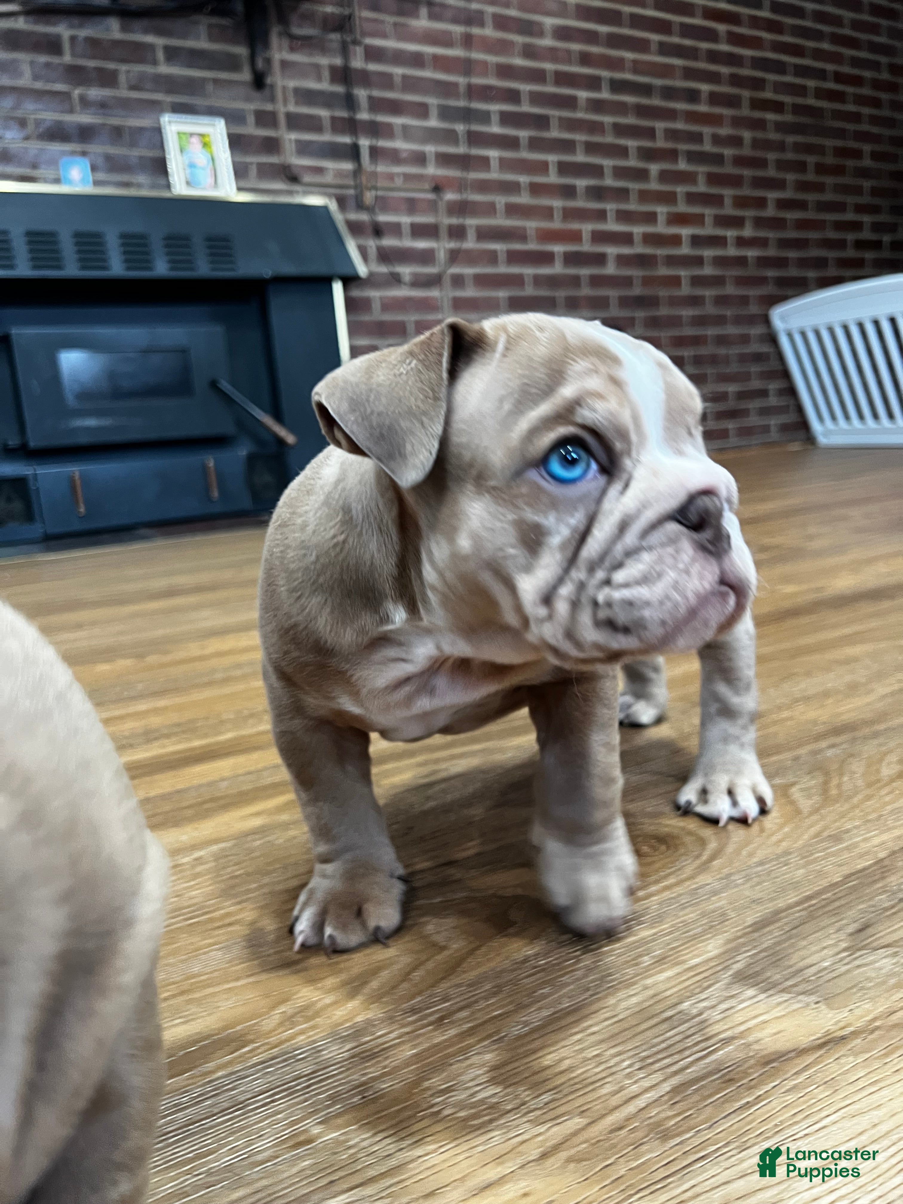 English Bulldog dogs Pretty baby  - Ad 41