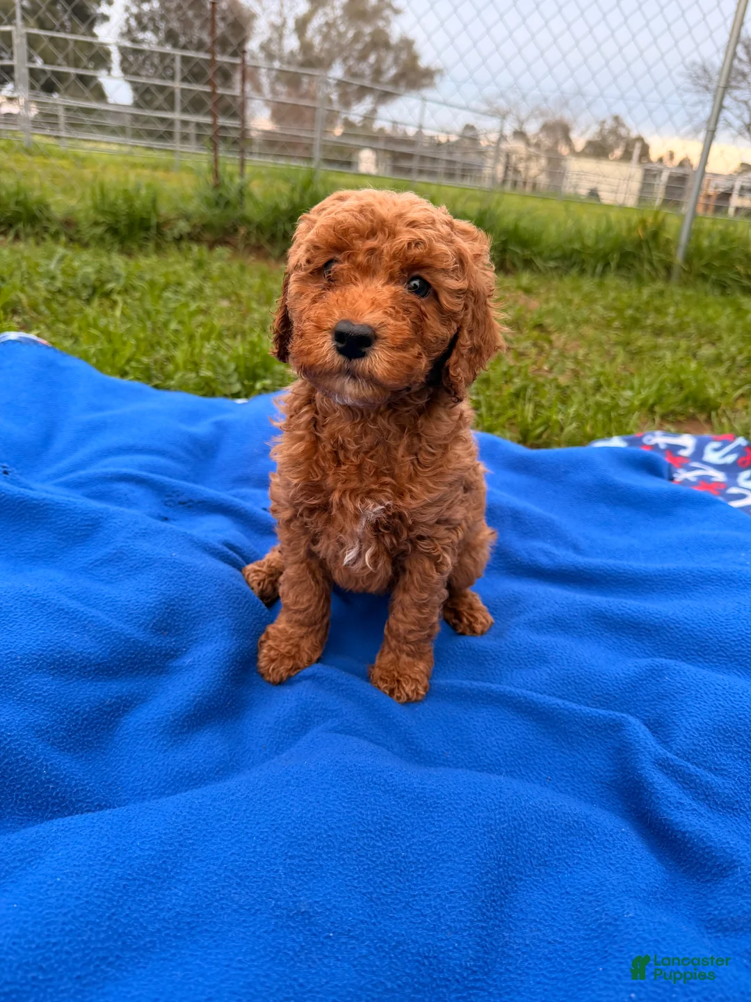 Mini Goldendoodle dogs for sale: Glory  - Ad 2