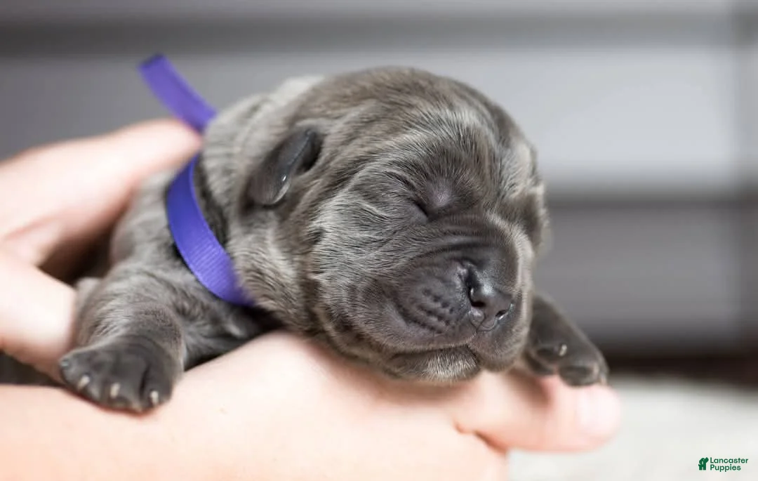 Cane Corso dogs for sale: Titan Bones Goliath The Bone Crusher - Ad 4