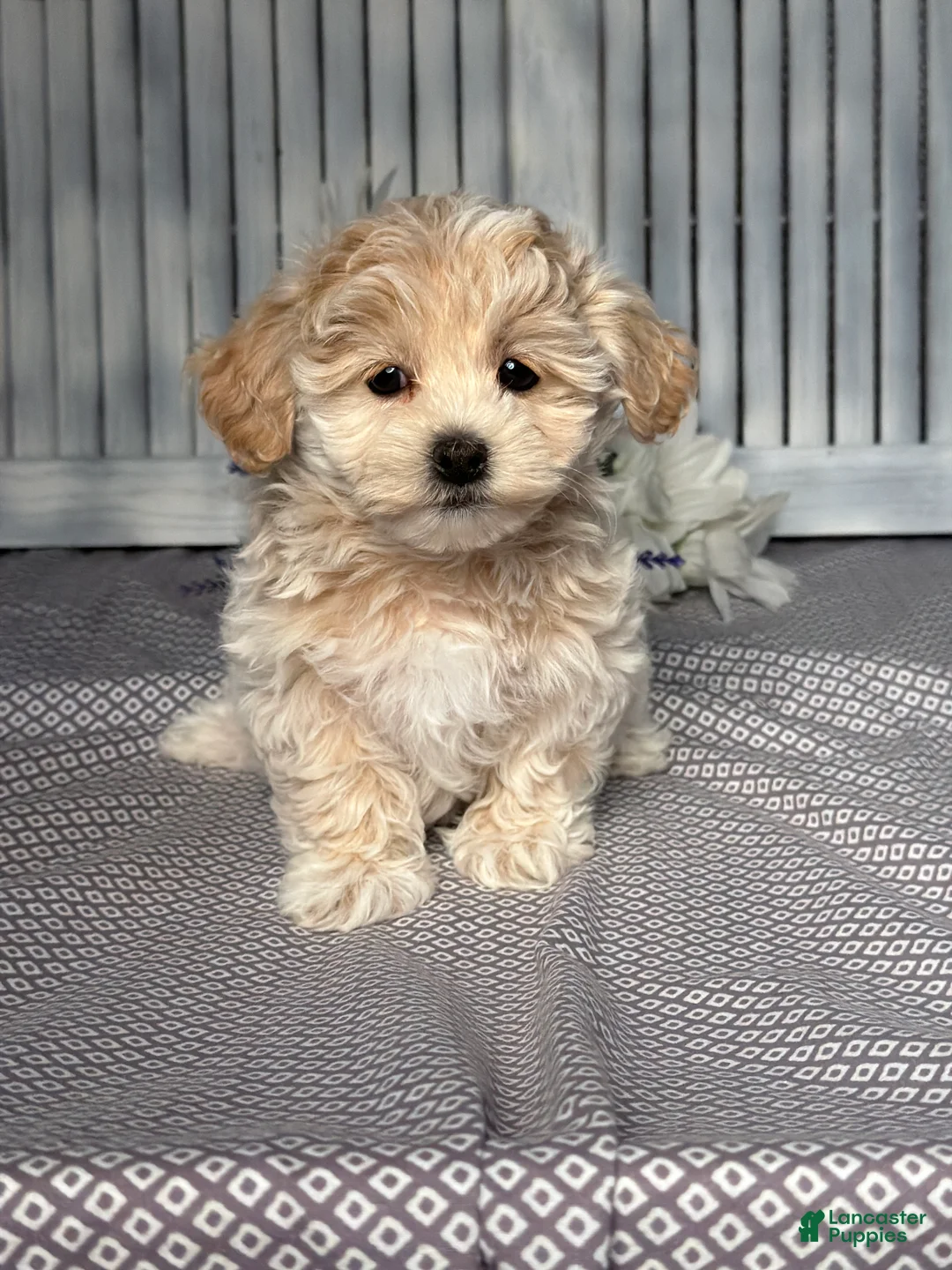 Maltipoo dogs for sale: Luna - Ad 1