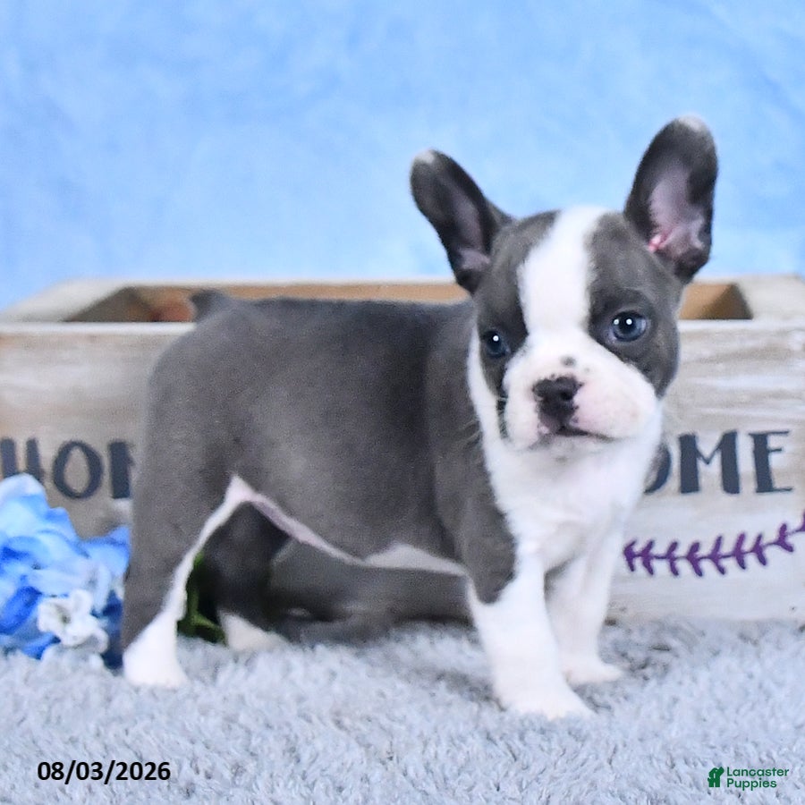 Frenchton dogs Linzy - Ad 2