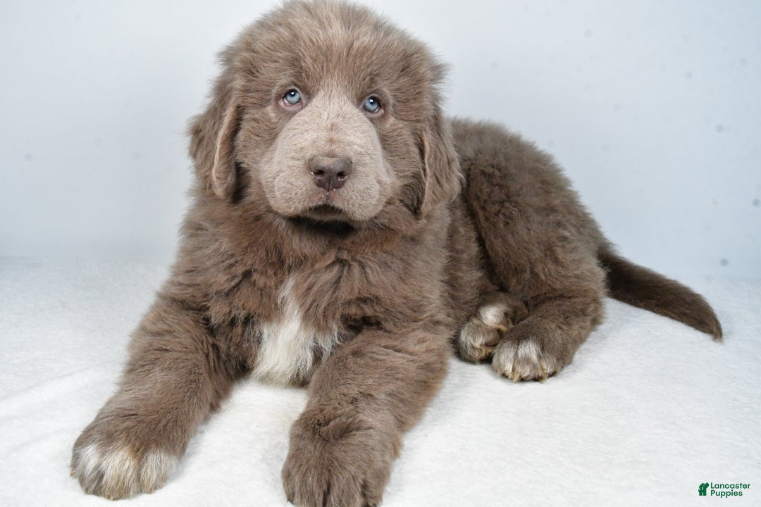 Newfoundland dogs for sale: Bingo - Ad 3