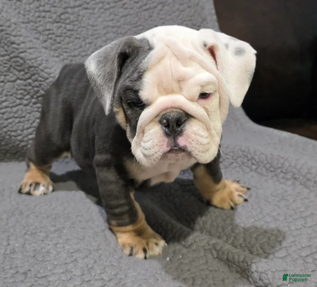 English Bulldog dogs for sale: Marion - Ad 4