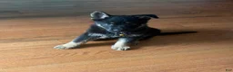 German Shepherd dogs for sale: German Shepherd 1 - Ad 5