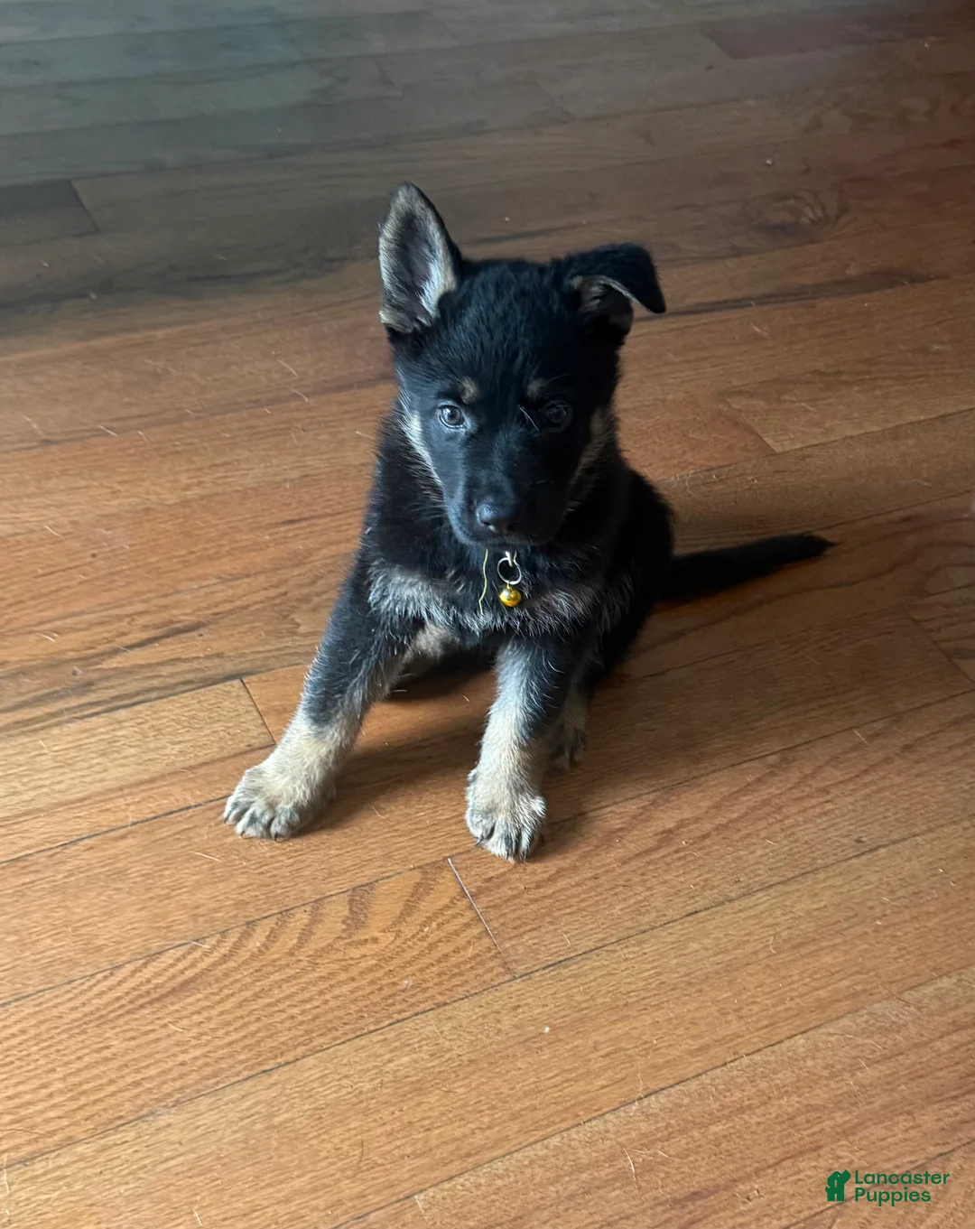 German Shepherd dogs for sale: German Shepherd 1 - Ad 5