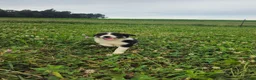Border Collie dogs for sale: Jake - Ad 5