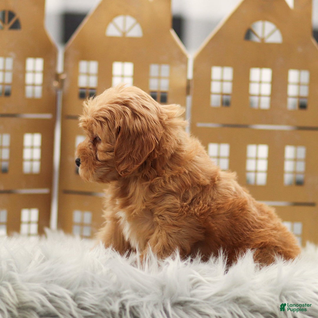 Goldendoodle dogs for sale: Levi - Ad 5