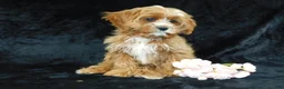 Cavapoo dogs for sale: King - Ad 8