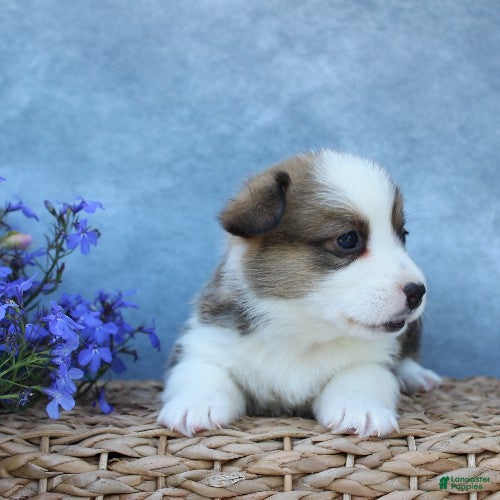 Welsh Corgi Pembroke dogs for sale: Graham - Ad 4