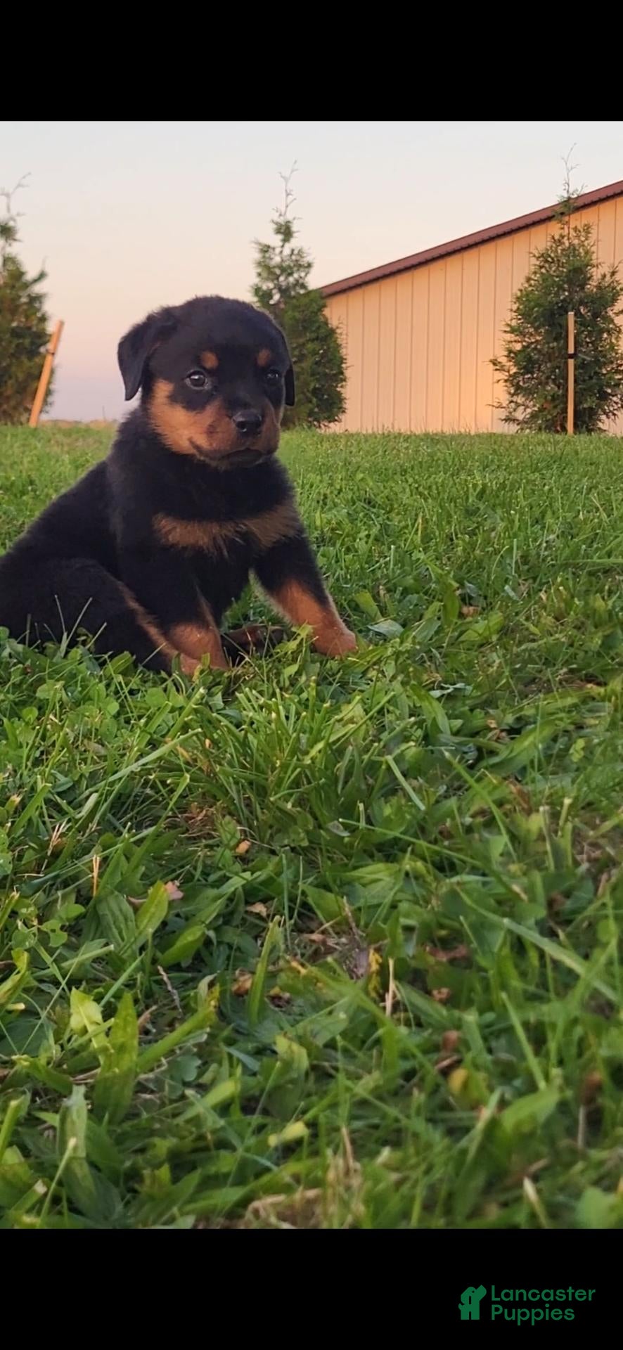 Rottweiler dogs Yeti - Ad 1