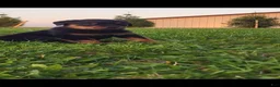 Rottweiler dogs for sale: Yeti - Ad 1