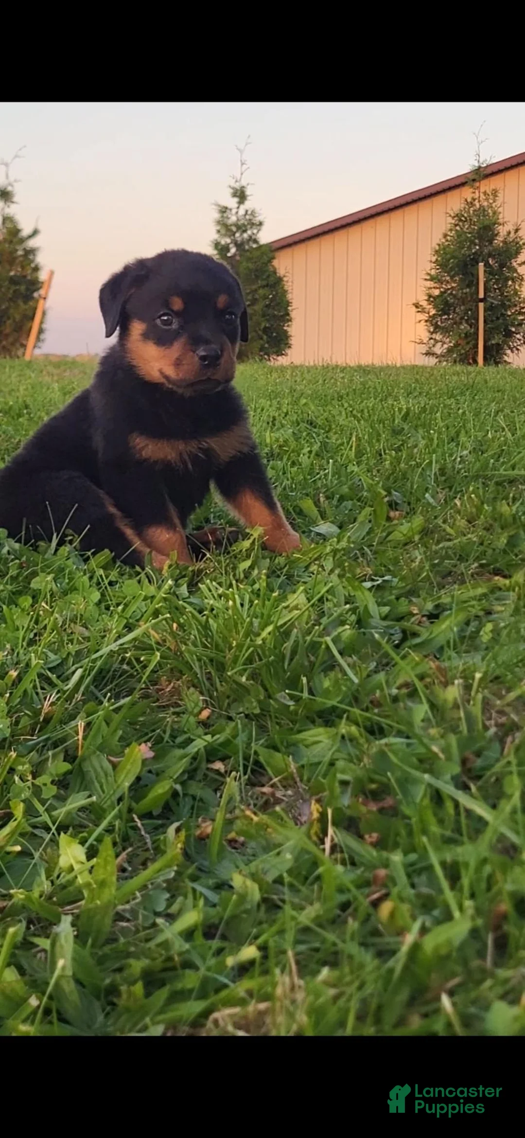 Rottweiler dogs for sale: Yeti - Ad 1